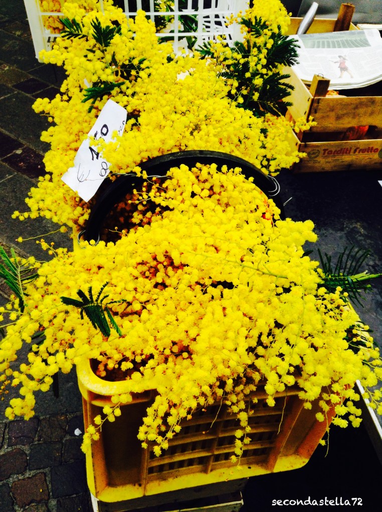 Mimose
